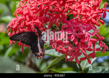 Scharlach - Scharlach Mormone Schmetterling Schwalbenschwanz - Papilio rumanzovia in einen Schmetterlingsgarten - native Australian Butterfly Stockfoto