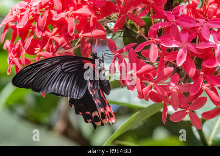 Scharlach - Scharlach Mormone Schmetterling Schwalbenschwanz - Papilio rumanzovia in einen Schmetterlingsgarten - native Australian Butterfly Stockfoto