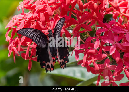 Scharlach - Scharlach Mormone Schmetterling Schwalbenschwanz - Papilio rumanzovia in einen Schmetterlingsgarten - native Australian Butterfly Stockfoto