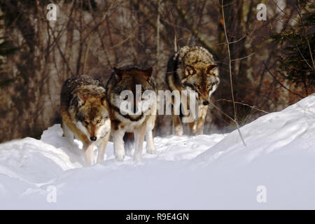 Weisse Und Braune Holz Wolfe Im Norden Von Minnesota Stockfotografie Alamy