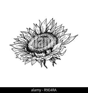 Sonnenblume Hand gezeichnet Vector Illustration. Florale Kugelschreiber Skizze. Schwarze und weiße Clipart. Realistische wildflower Freihandzeichnen. Isolierte monochrome Floral Design Element. Skizzieren skizziert. Stock Vektor