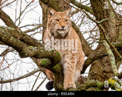 Lynx hoch oben in einem Baum Stockfoto