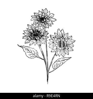 Sonnenblume Hand gezeichnet Vector Illustration. Florale Kugelschreiber Skizze. Schwarze und weiße Clipart. Realistische wildflower Freihandzeichnen. Isolierte monochrome Floral Design Element. Skizzieren skizziert. Stock Vektor