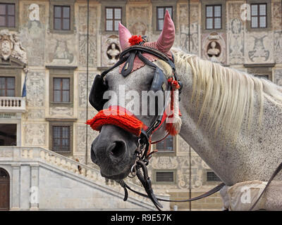 Portrait von White Horse mit rosa Ohrmuscheln und rote Nase Band steht an der Piazza dei Cavalieri für Sightseeing Kutschfahrten in Pisa, Italien eingerichtet Stockfoto