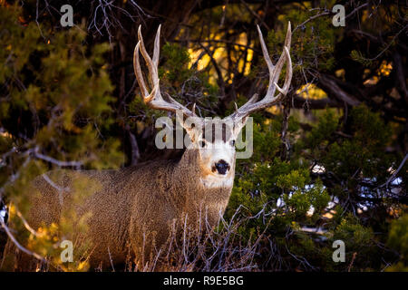 Maultierhirsch (Odocoileus hemionus) im Wald im Mesa Verde National Park, Colorado Stockfoto