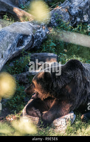 Bruder Bär Stockfoto