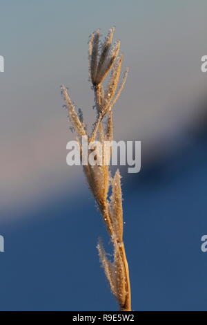 In der Nähe von Meer, Leymus arenarius Strandroggen, Schnee Eiskristalle in der Nähe von Arviat, Nunavut Stockfoto