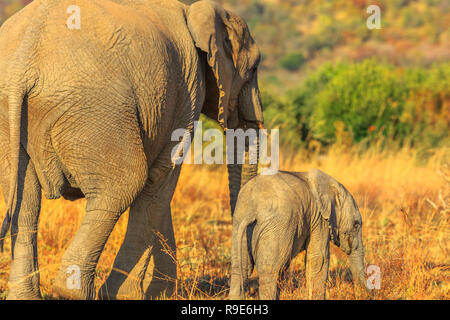 Rückseite der Mutter Elefant mit Kalb zusammen gehen. Safari Pirschfahrt im Pilanesberg National Park, Südafrika. Der afrikanische Elefant ist ein Teil der Großen Fünf Stockfoto