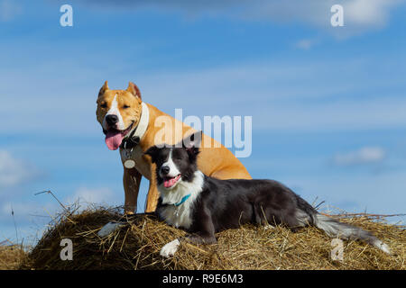 Hund in der Krippe. Sommer. Schlendern. Feld. Heu. Hund. Natur. Border Collie und der Staffordshire Terrier sind zu Fuß in das Feld ein. Stockfoto