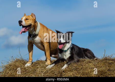 Hund in der Krippe. Sommer. Schlendern. Feld. Heu. Hund. Natur. Border Collie und der Staffordshire Terrier sind zu Fuß in das Feld ein. Stockfoto