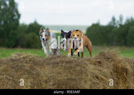 Hund in der Krippe. Sommer. Schlendern. Feld. Heu. Hund. Natur. Border Collie und der Staffordshire Terrier sind zu Fuß in das Feld ein. Stockfoto