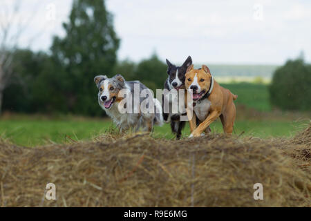 Hund in der Krippe. Sommer. Schlendern. Feld. Heu. Hund. Natur. Border Collie und der Staffordshire Terrier sind zu Fuß in das Feld ein. Stockfoto