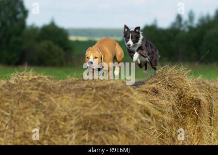 Hund in der Krippe. Sommer. Schlendern. Feld. Heu. Hund. Natur. Border Collie und der Staffordshire Terrier sind zu Fuß in das Feld ein. Stockfoto