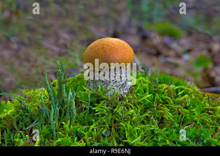 Kleine orange-cap Steinpilze auf grünem Moos Hill close-up Stockfoto