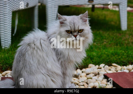 Dieses schöne Foto zeigt eine graue chinchilla Perser Katze im Garten sitzen. Dieses Bild wurde in Thailand aufgenommen Stockfoto