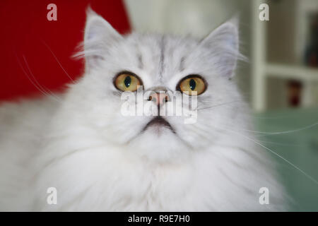 Dieses schöne Foto zeigt eine graue chinchilla Perser Katze liegend und nach oben blicken. Dieses Bild wurde in Thailand aufgenommen Stockfoto