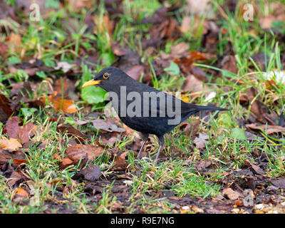 Männliche Amsel Turdus merula finden Würmer in Hecke Stockfoto