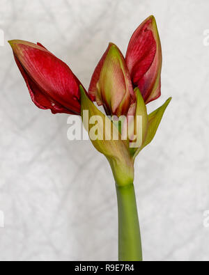 Amaryllis beginnen zu blühen. Stockfoto