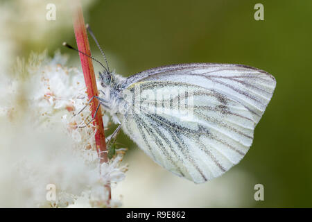 Grün geaderten Weiß; Pieris napi Single auf Blume Cornwall, UK Stockfoto