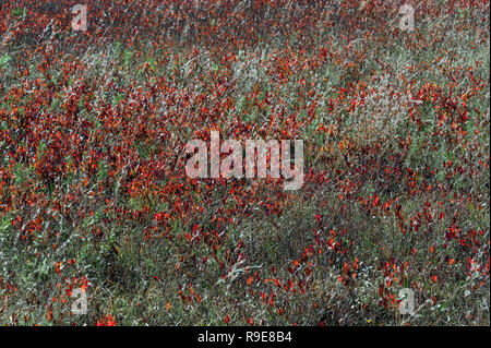 Bunte Herbst Wiese, Massachusetts, USA. Stockfoto