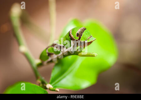 Voller Körper der Raupe des Grünen Pfau Motten Schmetterling (lat.: Actias Luna) sitzt auf einem Erodierten Blattstängel. Stockfoto
