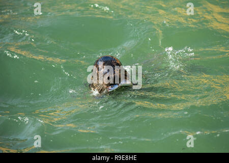 Kegelrobben; Halichoerus Grypus Single mit Fisch Cornwall; UK Stockfoto