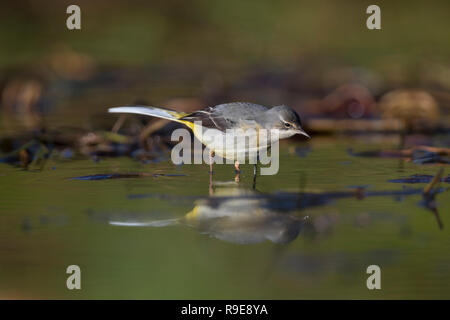 Gebirgsstelze, Motacilla cinerea Single; Winter Cornwall, UK Stockfoto