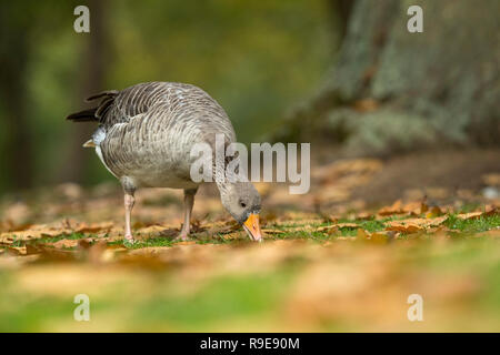 Graugans Anser anser Single Essen; London, Großbritannien Stockfoto