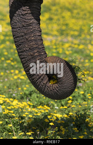 Afrikanischer Elefant (Loxodonta africana) trunk Fütterung im Frühjahr Blumen, Addo Elephant National Park, Eastern Cape, Südafrika, Stockfoto