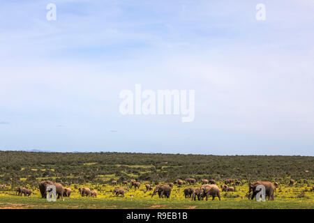 Afrikanische Elefanten (Loxodonta africana) in springflowers, Addo Elephant National Park, Eastern Cape, Südafrika, Stockfoto