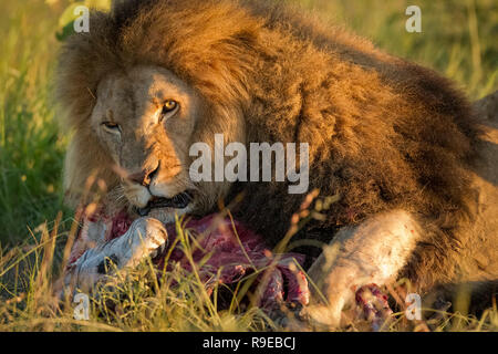 Riesiger männlicher Löwe, der sich auf einem Zebra-Kadaver in der ernährt Schönes Abendlicht Stockfoto