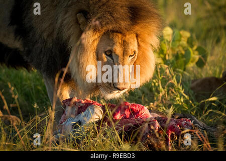 Riesiger männlicher Löwe, der sich auf einem Zebra-Kadaver in der ernährt Schönes Abendlicht Stockfoto