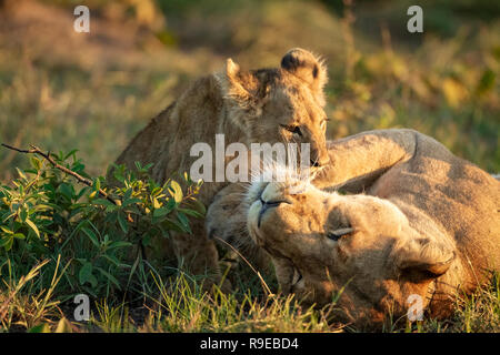 Niedliches Baby Löwe Junge spielt mit Löwin im Gras Während der goldenen Stunde Stockfoto