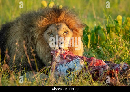 Riesiger männlicher Löwe, der sich auf einem Zebra-Kadaver in der ernährt Schönes Abendlicht Stockfoto