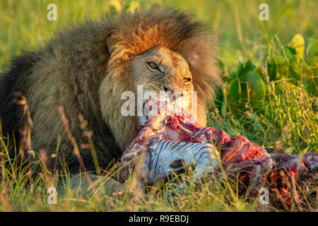 Riesiger männlicher Löwe, der sich auf einem Zebra-Kadaver in der ernährt Schönes Abendlicht Stockfoto