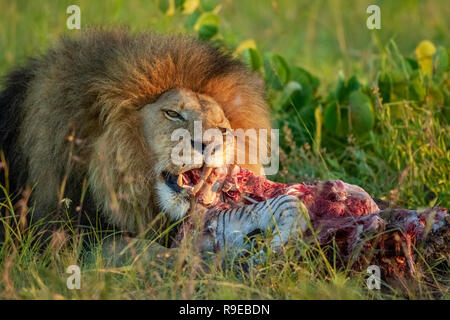 Riesiger männlicher Löwe, der sich auf einem Zebra-Kadaver in der ernährt Schönes Abendlicht Stockfoto