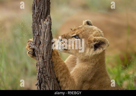 Süße kleine Löwenjunge spielen und halten treestump Stockfoto