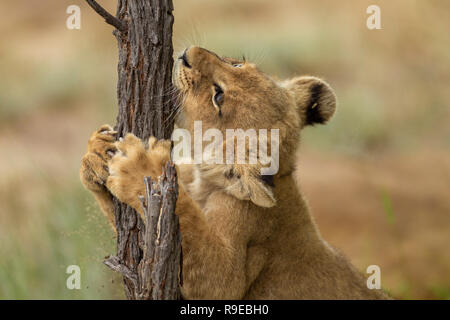 Süße kleine Löwenjunge spielen und halten treestump Stockfoto