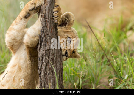 Süße kleine Löwenjunge spielen und halten treestump Stockfoto