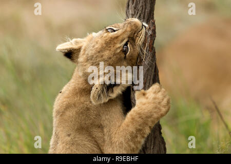 Süße kleine Löwenjunge spielen und halten treestump Stockfoto