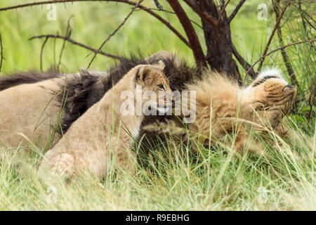 Lion cub sitzt neben männlicher Löwe mit schwarzer Mähne lag auf dem Rücken im langen Gras Stockfoto