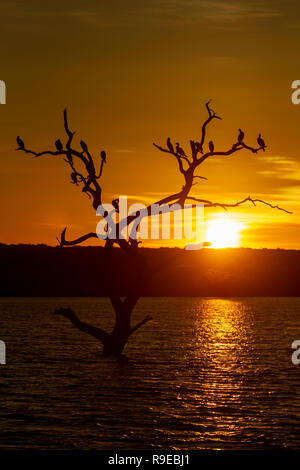 Silhouette eines toten Baum im Wasser mit Kormorane bei Sonnenuntergang schlafen Stockfoto