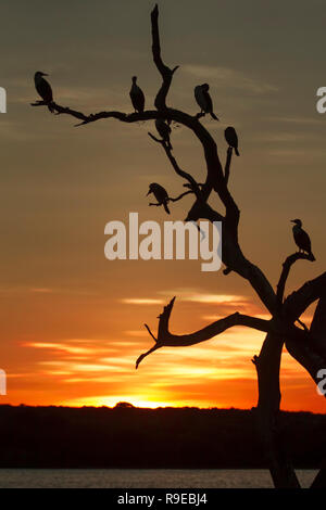 Silhouette eines toten Baum im Wasser mit Kormorane bei Sonnenuntergang schlafen Stockfoto