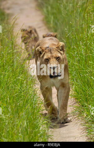 Löwin mit 2 kleinen Jungen gehen auf einem Pfad durch langes Gras in Simbabwe Stockfoto
