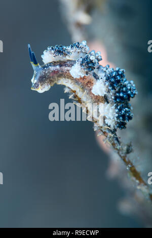 Makro Paradies - nacktschnecke Nahaufnahme Foto in der Nähe der Insel Bali, Indonesien Stockfoto