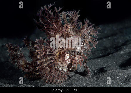 Nahaufnahme des Lacy-Skorpionfischs Stockfoto