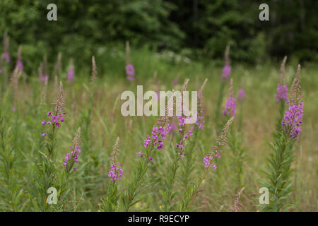 Rosa Blüten von Fireweed in voller Blüte ivan Tee. Stockfoto