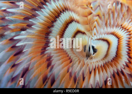 Nahaufnahme der Tiger Staubwedel tube worm Sabellidae mit Herz Muster Stockfoto