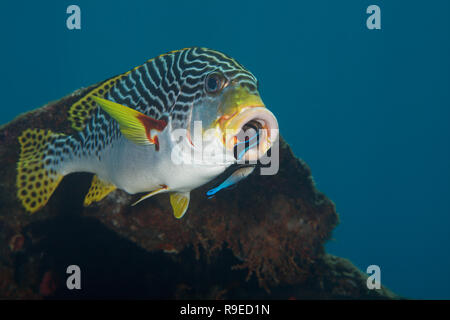 Süsslippen Fische wird von zwei Reiniger Lippfische gereinigt Stockfoto