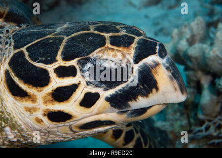 Porträt einer echte Karettschildkröte im Roten Meer. Stockfoto